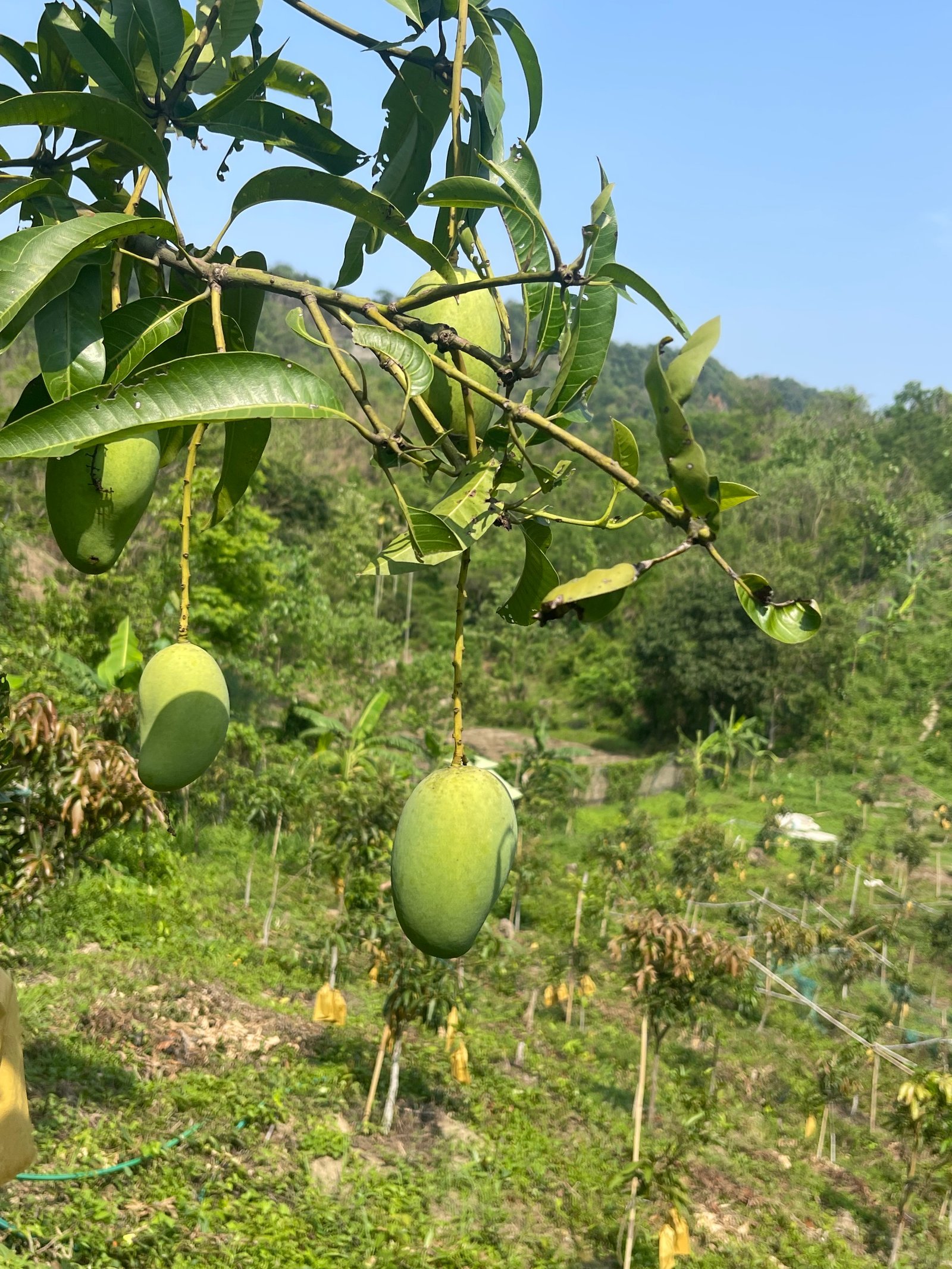 Farm landscape at BE WELL