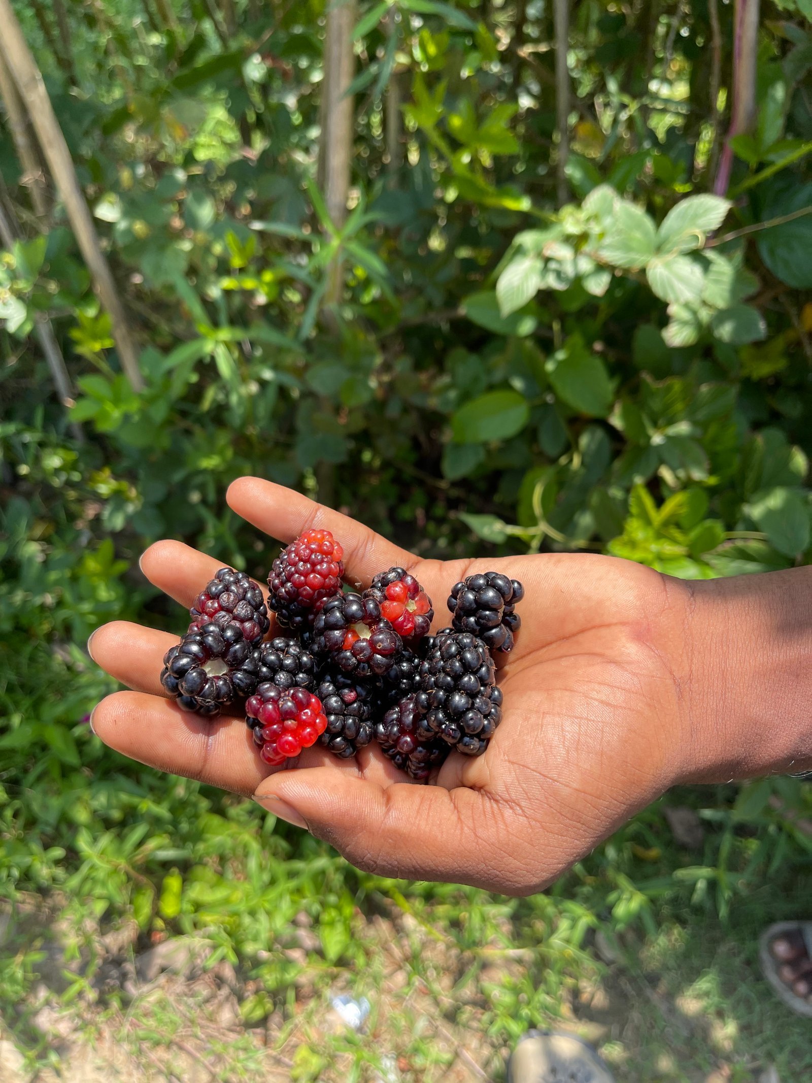 Fresh farm produce available at BE WELL