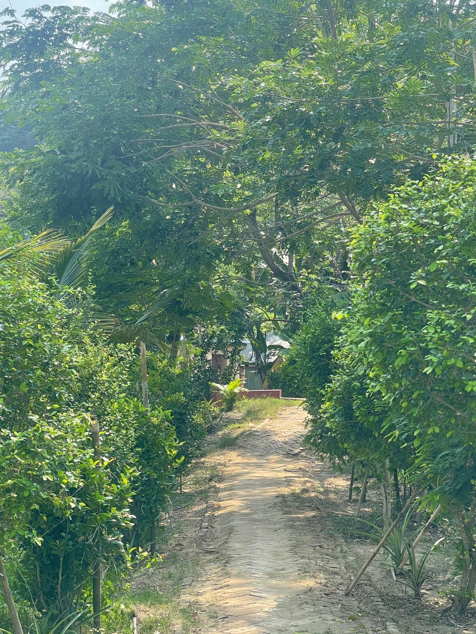 Hostel garden view